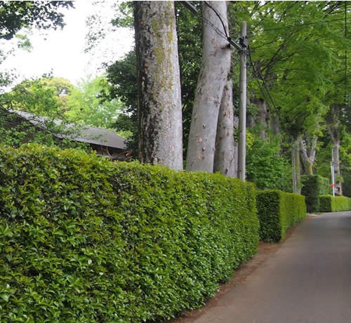 Residential and Commercial Small Tree and Hedge Pruning Services Oklahoma